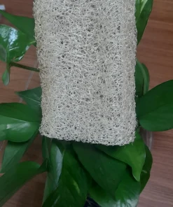 XƠ KHÚC SIZE M-11CM