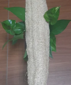 XƠ NGUYÊN TRÁI-30-35CM