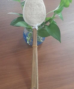 CÂY KỲ LƯNG XƠ MƯỚP-CÁN-43CM-11*15CM